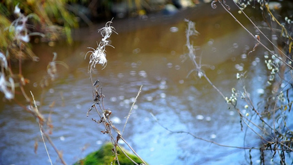 Dry Willow-Herb Seeds Near the River Dry Willow-Herb Seeds Near the River