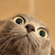 HungryCat
