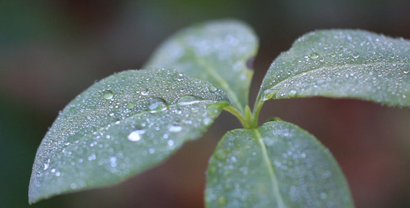 Leaves 13 Leaves 13