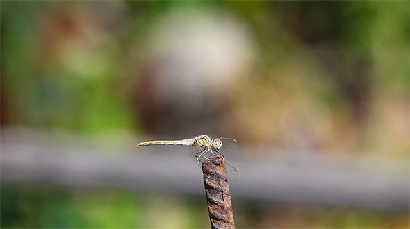 Dragonfly Dragonfly