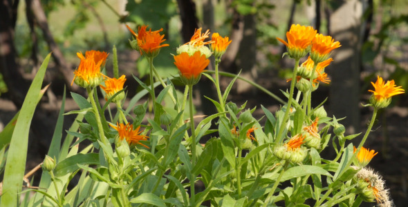 Orange Flowers Orange Flowers