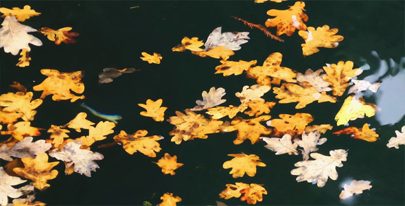 Leaves on the Water 3 Leaves on the Water 3