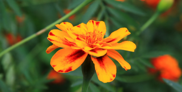 Tagetes Tagetes