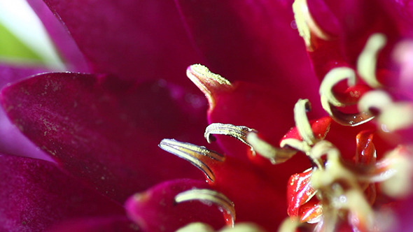 Water Lily Flower 2 Water Lily Flower 2