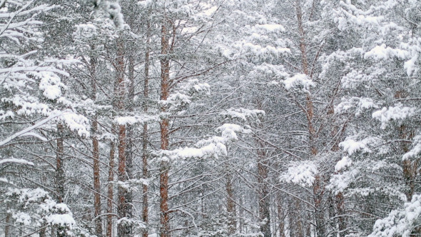 Pine Branch and Falling Snow Pine Branch and Falling Snow