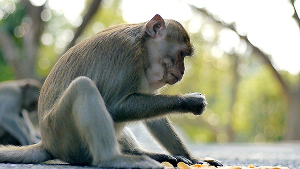 Monkey Eating Potato Chips 1 Monkey Eating Potato Chips 1
