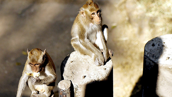 Monkey Eating Potato Chips 5 Monkey Eating Potato Chips 5