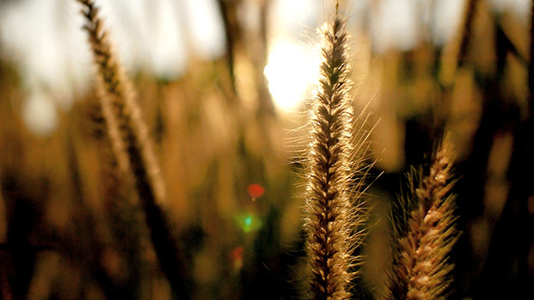 Reed Swaying In The Wind 2 Reed Swaying In The Wind 2