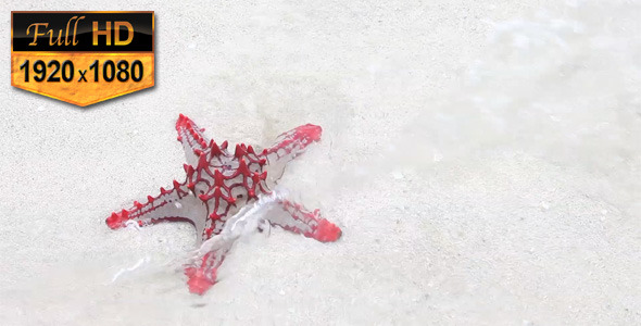 Red Starfish on the Beach Red Starfish on the Beach
