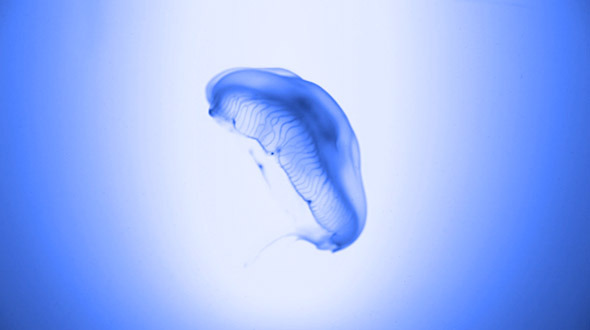Jellyfish in Blue Environment Jellyfish in Blue Environment
