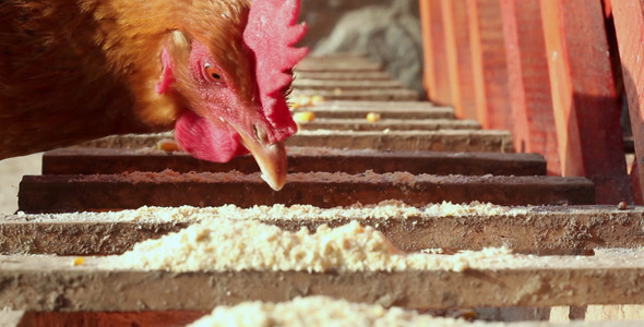 Chicken Eating Chicken Eating