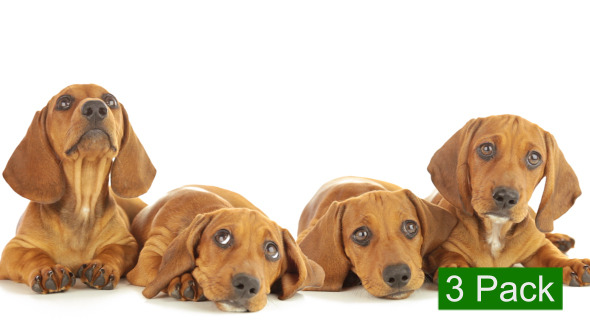 Dachshund Puppy 3-Pack Dachshund Puppy 3-Pack