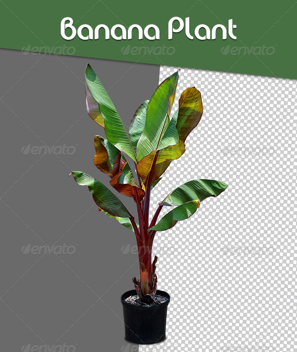 Banana Plant Banana Plant