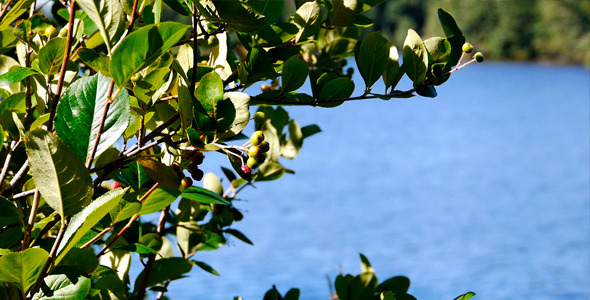 Wild Berries Over Water Wild Berries Over Water