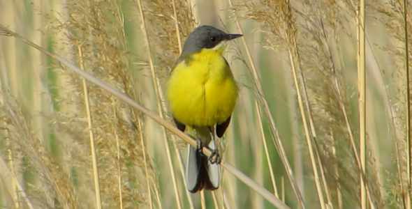 Yellow Wagtail Bird Yellow Wagtail Bird