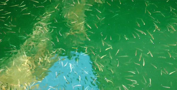 Fishes In The Sea Fishes In The Sea