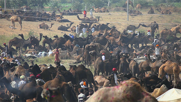 Pushkar Camel Fair Pushkar Camel Fair