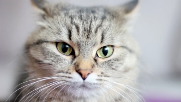 Frightened Cat Frightened Cat