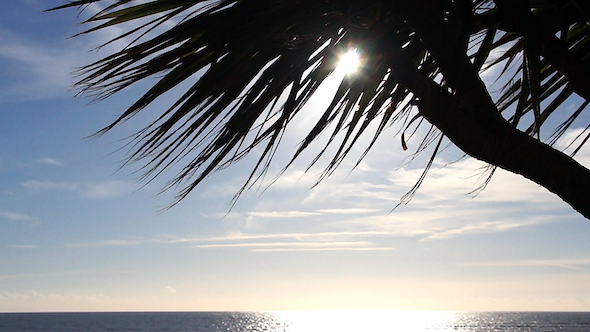 Palm Tree 1 Palm Tree 1