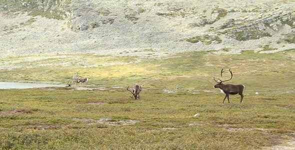 Reindeers Reindeers