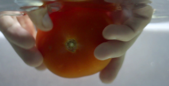 Washing a Tomato Washing a Tomato