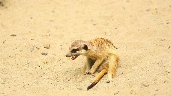 Meerkats Meerkats