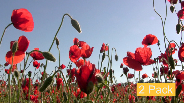 Red Poppies And Sun 2-Pack Red Poppies And Sun 2-Pack