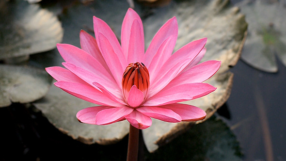 Lotus Blossom 01 Lotus Blossom 01