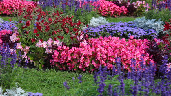 Flowerbed With Different Flowers Flowerbed With Different Flowers