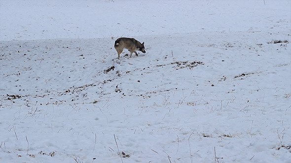 Winter Dog Sniffing on Nature Winter Dog Sniffing on Nature
