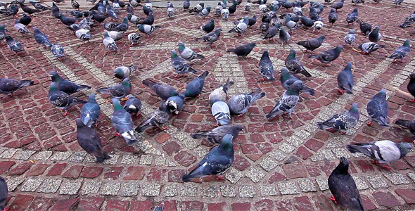 Pigeons Being Fed Pigeons Being Fed