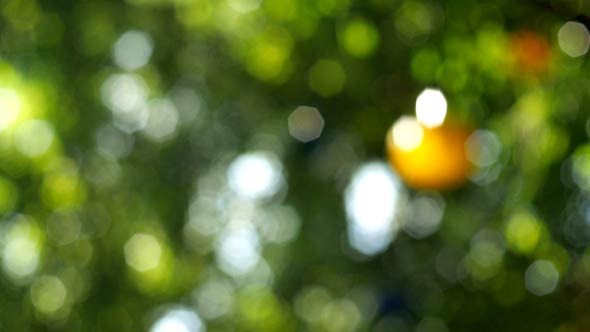 Bokeh Tree Garden Bokeh Tree Garden
