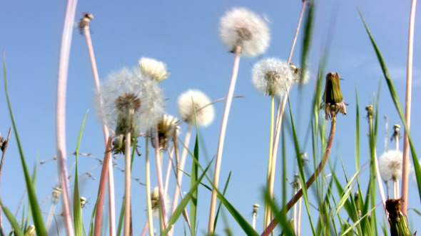 Dandelion and the Sky Dandelion and the Sky