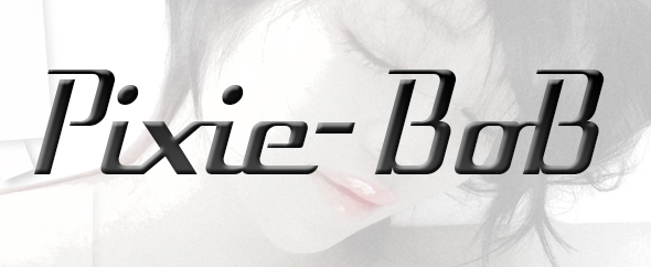 Pixie-Bob