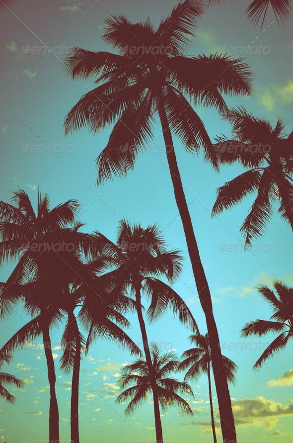 Vintage Tropical Palms
