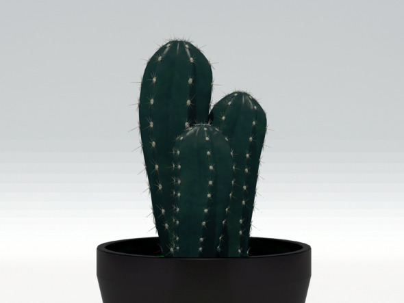 Cactus Plant Cactus Plant