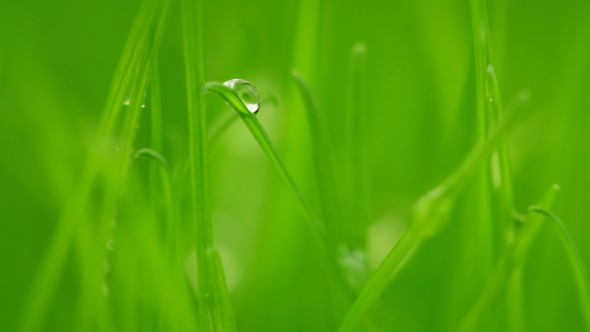 Grass after Rain Grass after Rain