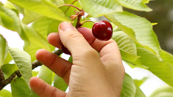 Picking Cherries Picking Cherries