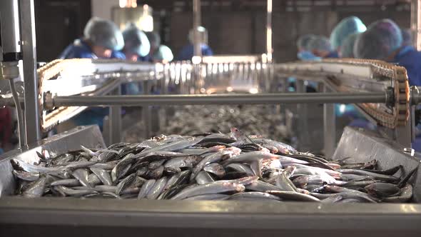 Videohive Canned Fish Production Line 18 19104372
