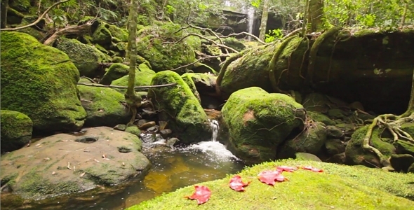 Dolly Beautiful waterfall in rain forest Thailand Dolly Beautiful waterfall in rain forest Thailand