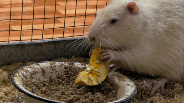 Nutria Nutria