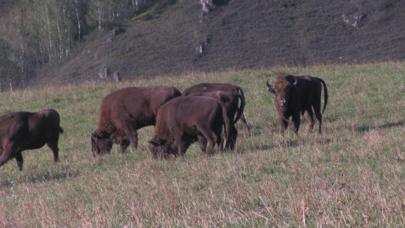 Bison Herd Bison Herd