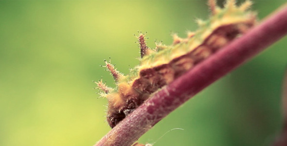 Caterpillar Walking Caterpillar Walking