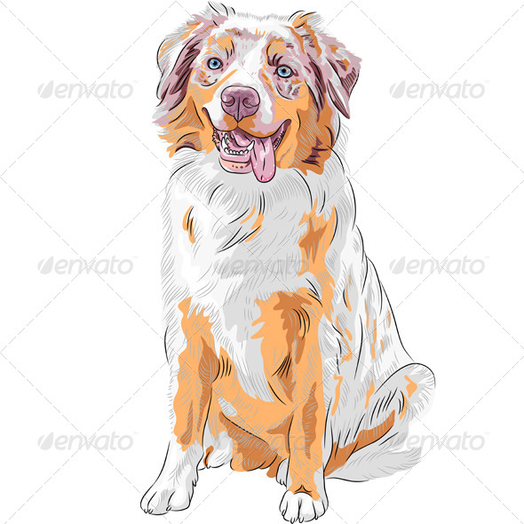 Red Australian Shepherd Dog Red Australian Shepherd Dog