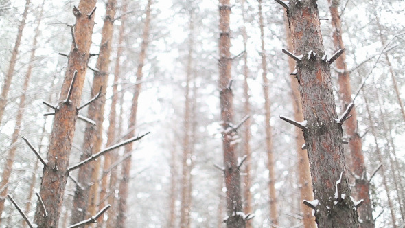 Snowstorm in the Dense Forest Snowstorm in the Dense Forest