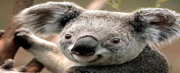 Khandxb