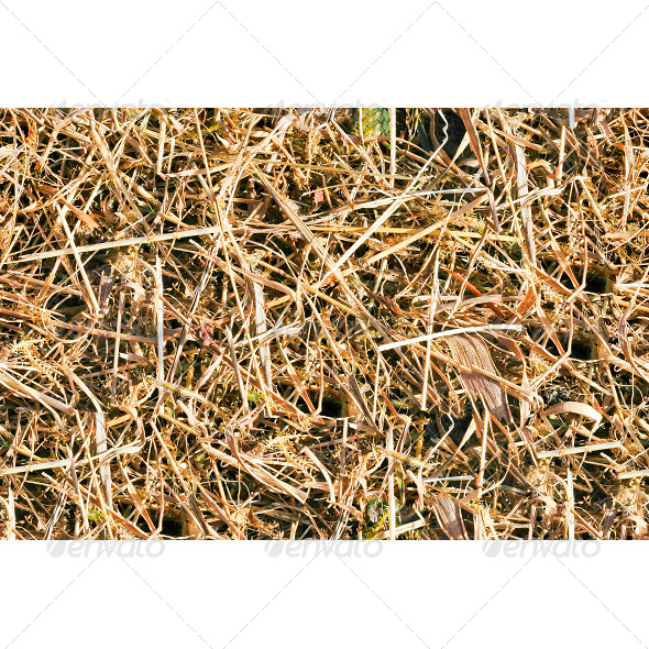 Tileable Wooden Shavings Texture Tileable Wooden Shavings Texture