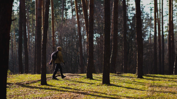 Man Walks Through the Woods in Autumn Morning Man Walks Through the Woods in Autumn Morning