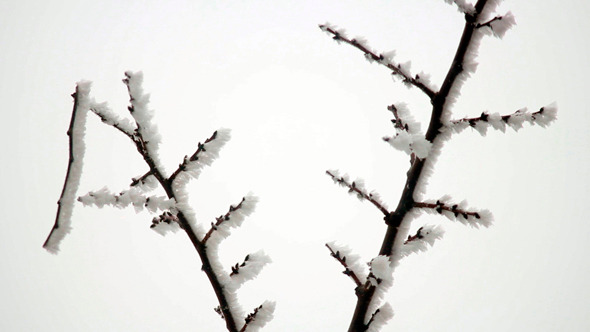 Branch in Hoarfrost 5 Branch in Hoarfrost 5