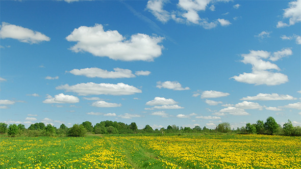 Road In The Dandelion Field Road In The Dandelion Field